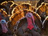FRESH HERITAGE THANKSGIVING TURKEY, 12-14lb