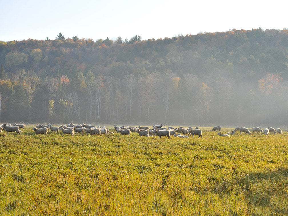 Heritage Mutton on Pasture at the Tamarack Vermont Sheep Farm