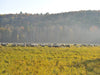 Heritage Lamb on Pasture at the Tamarack Vermont Sheep Farm