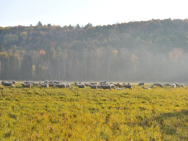 Heritage Lamb on Pasture at the Tamarack Vermont Sheep Farm