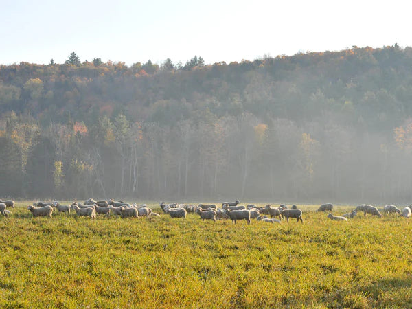 Heritage Lamb on Pasture