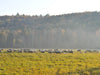 Heritage Mutton on Pasture at the Tamarack Vermont Sheep Farm